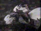 Click here to view clip